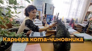 Как кот "работает" чиновником в России