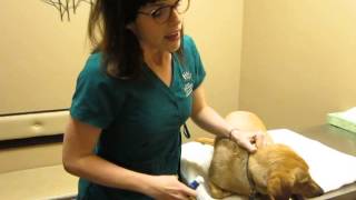 How to give your dog oral allergy drops