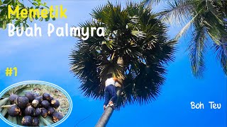 Tradisional : Memetik Buah Palmyra | Buah Siwalan | Buah Lontar | Boh Teu - Aceh