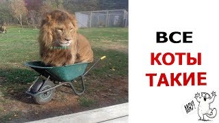 Лютые приколы. ВСЕ КОТЫ ТАКИЕ.СОСИСКИ ИЗ НЮШИ. Угарные мемы