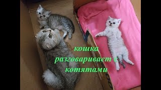 КОШКА РАЗГОВАРИВАЕТ С КОТЯТАМИ ГОВОРЯЩИЕ КОТЫ Мяуканье ШОТЛАНДСКИЕ КОТЯТА МЯУКАЮТ