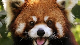 Веселые красные (малые) панды. Red Panda
