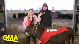 This miniature donkey helps blind animals on a farm in Arkansas l GMA
