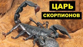 Разведение Императорского Скорпиона в домашних условиях как бизнес идея