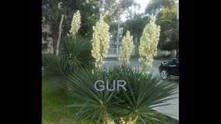 Цветы Сухуми или Сухумским женщинам от GUR