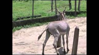 Égua Pari Mula E Burro Após Cruzar Com Um Jumento