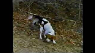 AKC Field Trials Carrying The Line
