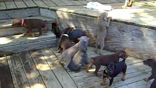 AKC Doberman Pups all 4 colors