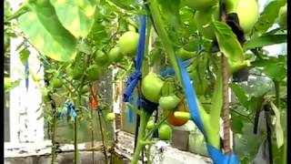 Как получить свои семена томатов.How to receive the seeds of tomatoes.