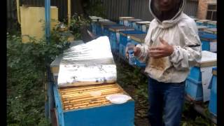 Обрабатываю пчел муравьиной кислотой.