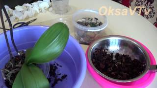 Уход за орхидей Phalaenopsis: пересадка орхидеи. Orchids Phalaenopsis: transplanting orchids