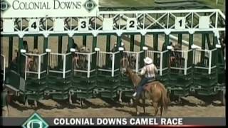Camel Race at Colonial Downs