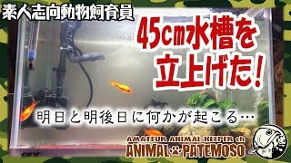急遽45cm水槽を立ち上げた!そして明日と明後日に何かが起こる!【アクアリウム】【熱帯魚】