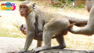 Little monkey DyDy catch Brutus Jr so long|Jill follow him but no chance get back|Monkey Daily 828