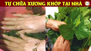 Xương Khớp Đau Nhức Khỏi Trong Tích Tắc Nhờ Bài Thuốc Kỳ Diệu Từ Lá Lốt