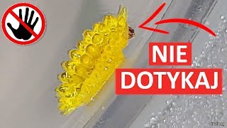 Żyjący Żelek Haribo Naprawdę Istnieje! ?Najlepsze Filmiki # 1?