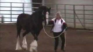 Clydesdale stallion, draft stallion. sport horse stallion Am