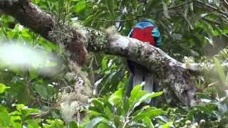 Pharomachrus mocinno (Resplendent Quetzal - Quetzal) male - macho video 02