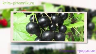 Советы по посадке саженцев граната