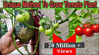 Best Method To Grow Tomato Plant in Plastic Hanging Bottle ll Vertical Gardening ll No Space Garden