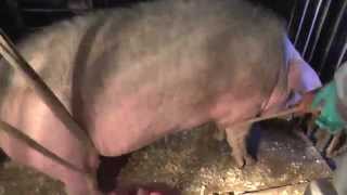 Повал хряка 270 кг. Felling boar. Docent A.D. Stepanov, ПДАТУ