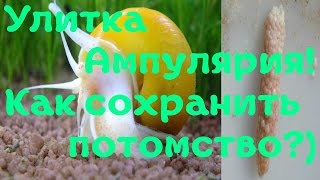 Улитки ампулярии! Как сохранить потомство?) [#Улитки Ампулярии]
