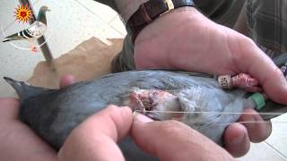 Derby Cordoba Pigeon Operation (2013)