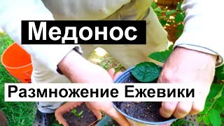 Пасека #81 Как Размножить Ежевику ,медоносы Пчеловодство для начинающих