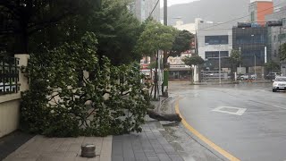 전남 태풍 '타파' 고비…강풍에 피해 속출 / 연합뉴스TV (YonhapnewsTV)