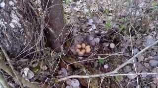 карелка ,охота на глухаря ,Finnish Spitz hunting for grouse