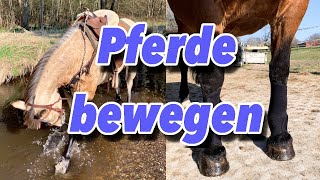 STALL FMA I PFERD LONGIEREN I MIT PFERD INS WASSER