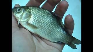 КАК ПОЧИСТИТЬ РЫБУ ОТ ЧЕШУИ HOW TO CLEAN THE FISH FROM SCALES