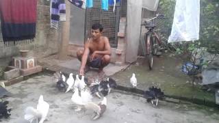 JD'S FANTAIL 7003384125 (FANCY PIGEON)Ask me how to do it.