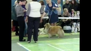 2016 04 09 шелти 3