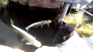 Ikan paling tua. Berumur 30 tahun, masyaallah.