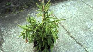 Picea abies Acrocona