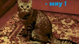 Кошка говорит что-то хозяйке