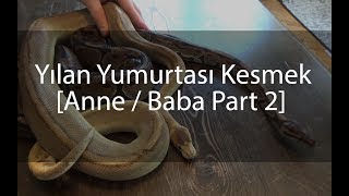 Yılan Yumurtası Kesmek Part 2 - Piton