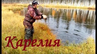 Рыбалка в Карелии. Щука в ламбушках.  Дикий клёв щуки.