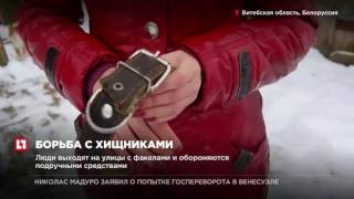 В Белоруссии недалеко от границы России волки держат в страхе несколько деревень