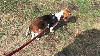 dog having a seizure (Elvis the beagle)