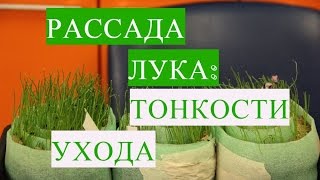 Лук из Семян. Тонкости Дальнейшего Ухода.  (15.03.17 г. )