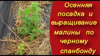 Как правильно посадить малину. Осенняя посадка и выращивание малины по черному спанбонду.