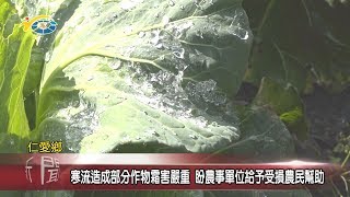 20200204 民議新聞 寒流造成部分作物霜害嚴重 盼農事單位給予受損農民幫助