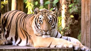 Tiger's Long Claws Become A Problem