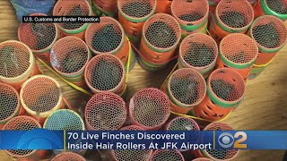 Customs Agents Find 70 Finches Hidden Inside Hair Rollers At JFK Airport