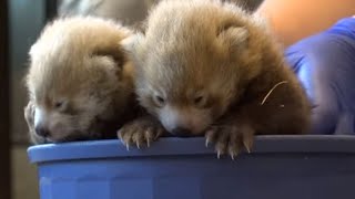 Adorable Baby Panda Brothers Cuddle During Doctor Checkup