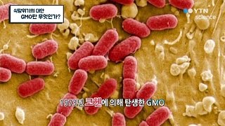 식량위기의 대안, GMO란 무엇인가? / YTN 사이언스