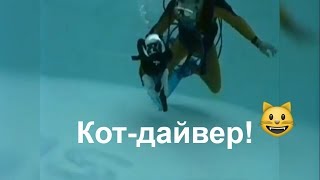 Сенсация! Кот в акваланге! Он преодолел страх перед водой!/Cat. Water. Pool.