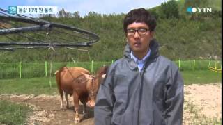 한 마리에 10억원 '씨수소'…대접도 다르다! / YTN